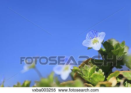 Persian Speedwell View Large Photo Image Stock Photography - Persian Speedwell. Fotosearch