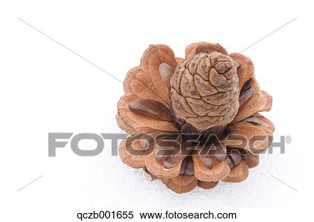 Pine cone View Large Photo Image Stock Photography - Pine cone. Fotosearch