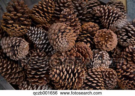 Pine cones View Large Photo Image Stock Photograph - Pine cones. Fotosearch