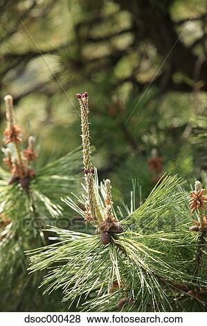 Pine View Large Photo Image Stock Photo - Pine. Fotosearch