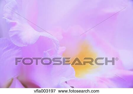 Pink flowers View Large Photo Image Stock Photo - Pink flowers. Fotosearch