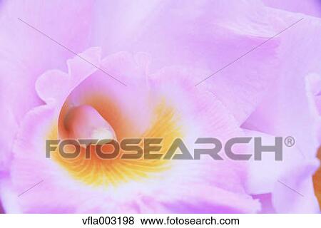 Pink flowers View Large Photo Image Stock Photo - Pink flowers. Fotosearch