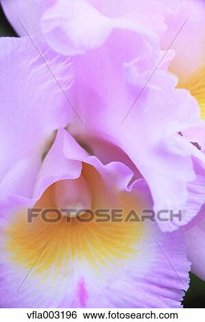 Pink flowers View Large Photo Image Stock Photograph - Pink flowers. Fotosearch