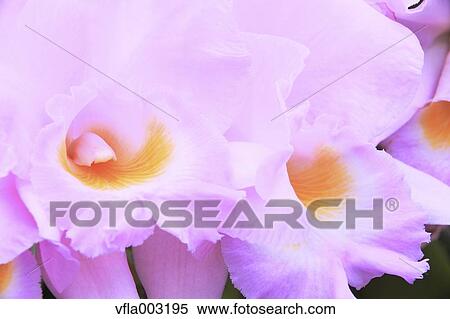 Pink flowers View Large Photo Image Stock Photography - Pink flowers. Fotosearch