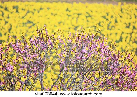 Plum blossoms and rapeseed field View Large Photo Image Picture - Plum blossoms and rapeseed field. Fotosearch