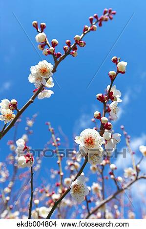 Plum blossoms and sky View Large Photo Image Picture - Plum blossoms and sky. Fotosearch