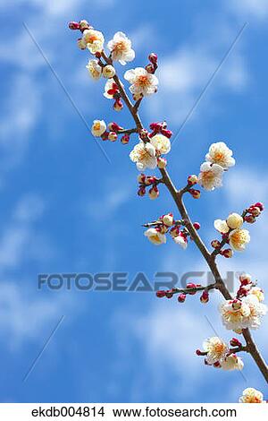 Plum blossoms and sky View Large Photo Image Picture - Plum blossoms and sky. Fotosearch