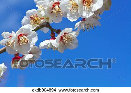 Plum blossoms and sky View Large Photo Image Picture - Plum blossoms and sky. Fotosearch