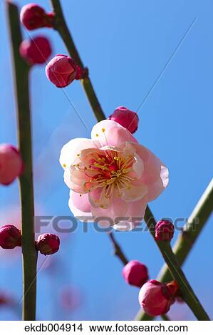 Picture - Plum blossoms and sky. Fotosearch