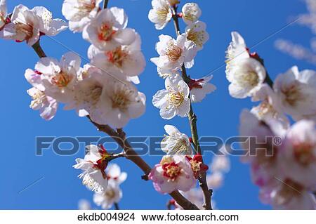 Plum blossoms and sky View Large Photo Image Picture - Plum blossoms and sky. Fotosearch