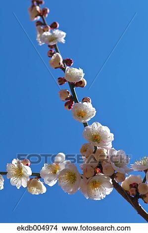 Plum blossoms and sky View Large Photo Image Picture - Plum blossoms and sky. Fotosearch