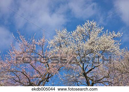 Plum blossoms and sky View Large Photo Image Picture - Plum blossoms and sky. Fotosearch