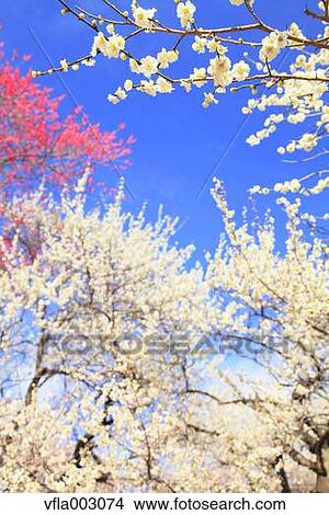 Plum blossoms and sky View Large Photo Image Picture - Plum blossoms and sky. Fotosearch