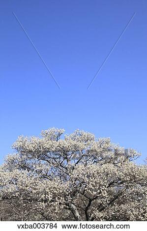 Plum blossoms and sky View Large Photo Image Picture - Plum blossoms and sky. Fotosearch