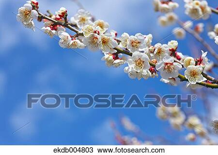 Plum blossoms and sky View Large Photo Image Stock Image - Plum blossoms and sky. Fotosearch