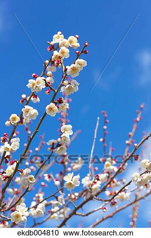 Plum blossoms and sky View Large Photo Image Stock Image - Plum blossoms and sky. Fotosearch