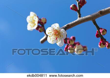 Plum blossoms and sky View Large Photo Image Stock Image - Plum blossoms and sky. Fotosearch