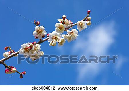 Plum blossoms and sky View Large Photo Image Stock Image - Plum blossoms and sky. Fotosearch