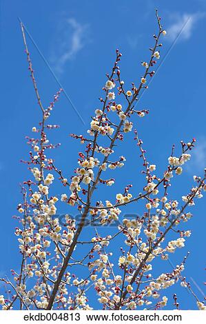 Plum blossoms and sky View Large Photo Image Stock Image - Plum blossoms and sky. Fotosearch