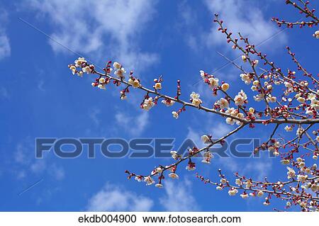 Plum blossoms and sky View Large Photo Image Stock Image - Plum blossoms and sky. Fotosearch