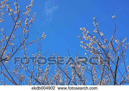 Plum blossoms and sky View Large Photo Image Stock Image - Plum blossoms and sky. Fotosearch