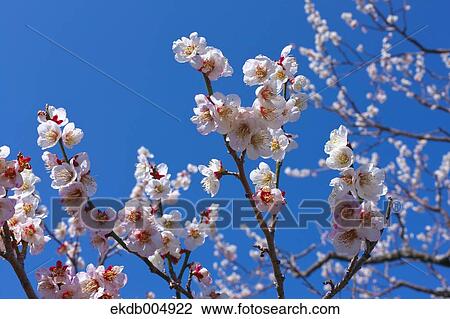 Plum blossoms and sky View Large Photo Image Stock Image - Plum blossoms and sky. Fotosearch