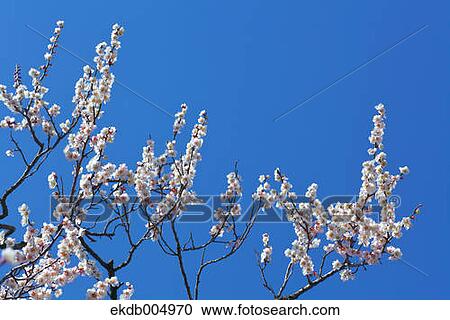 Plum blossoms and sky View Large Photo Image Stock Image - Plum blossoms and sky. Fotosearch