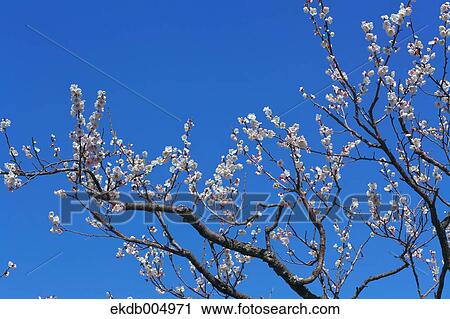 Plum blossoms and sky View Large Photo Image Stock Image - Plum blossoms and sky. Fotosearch