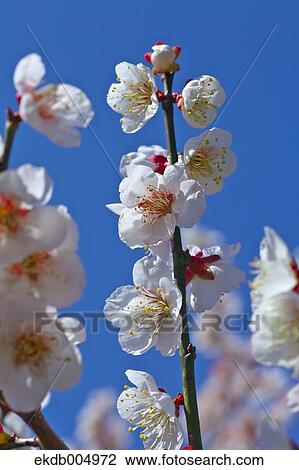 Plum blossoms and sky View Large Photo Image Stock Image - Plum blossoms and sky. Fotosearch