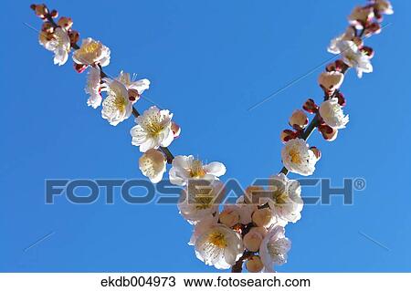 Plum blossoms and sky View Large Photo Image Stock Image - Plum blossoms and sky. Fotosearch