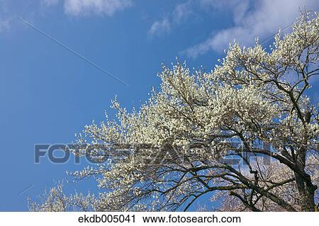 Plum blossoms and sky View Large Photo Image Stock Image - Plum blossoms and sky. Fotosearch