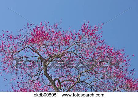 Plum blossoms and sky View Large Photo Image Stock Image - Plum blossoms and sky. Fotosearch