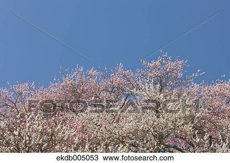 Plum blossoms and sky View Large Photo Image Stock Image - Plum blossoms and sky. Fotosearch
