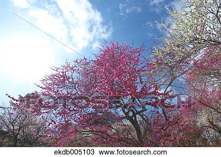 Plum blossoms and sky View Large Photo Image Stock Image - Plum blossoms and sky. Fotosearch