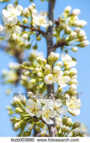 Plum blossoms and sky View Large Photo Image Stock Image - Plum blossoms and sky. Fotosearch