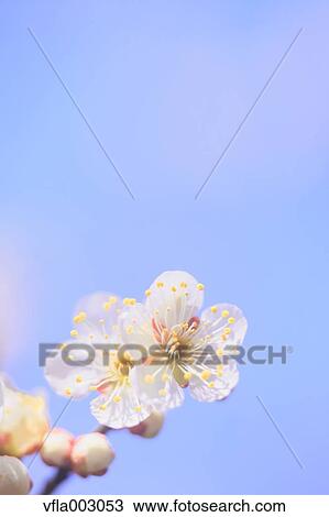 Plum blossoms and sky View Large Photo Image Stock Image - Plum blossoms and sky. Fotosearch