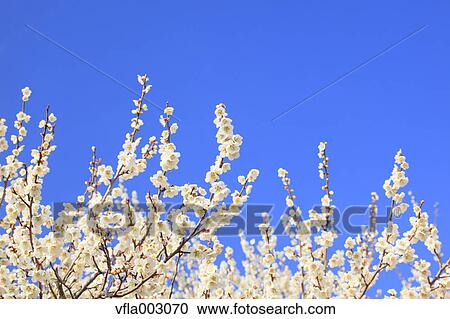 Plum blossoms and sky View Large Photo Image Stock Image - Plum blossoms and sky. Fotosearch