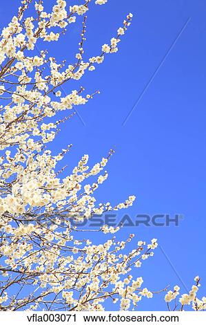 Plum blossoms and sky View Large Photo Image Stock Image - Plum blossoms and sky. Fotosearch