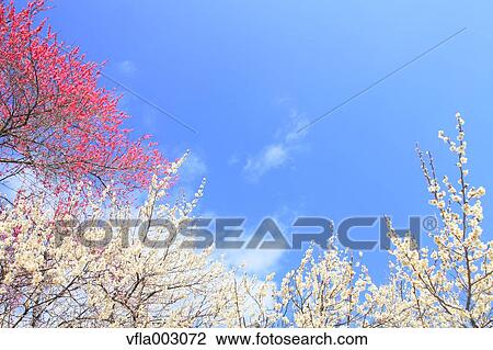 Plum blossoms and sky View Large Photo Image Stock Image - Plum blossoms and sky. Fotosearch