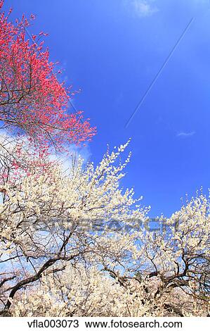 Plum blossoms and sky View Large Photo Image Stock Image - Plum blossoms and sky. Fotosearch
