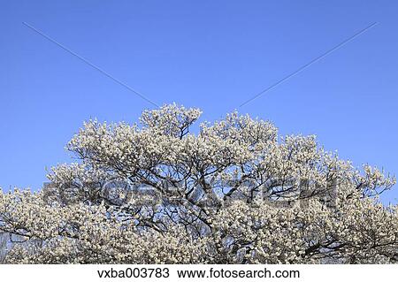 Plum blossoms and sky View Large Photo Image Stock Image - Plum blossoms and sky. Fotosearch