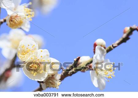 Plum blossoms and sky View Large Photo Image Stock Image - Plum blossoms and sky. Fotosearch