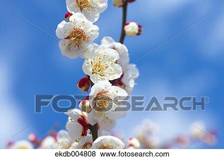 Plum blossoms and sky View Large Photo Image Stock Photo - Plum blossoms and sky. Fotosearch