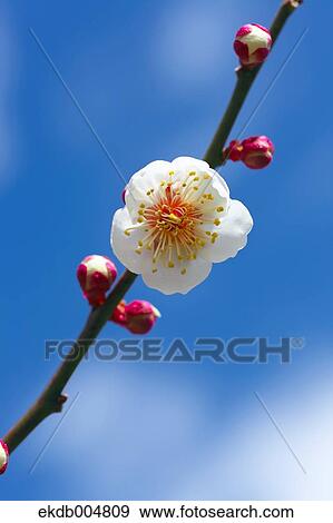 Plum blossoms and sky View Large Photo Image Stock Photo - Plum blossoms and sky. Fotosearch