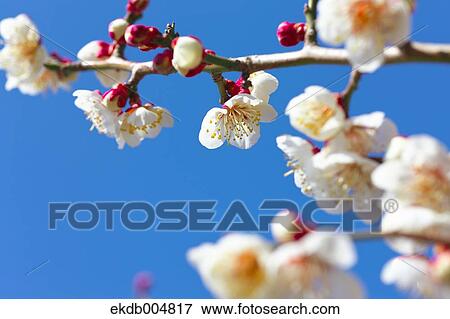 Plum blossoms and sky View Large Photo Image Stock Photo - Plum blossoms and sky. Fotosearch