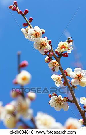 Plum blossoms and sky View Large Photo Image Stock Photo - Plum blossoms and sky. Fotosearch