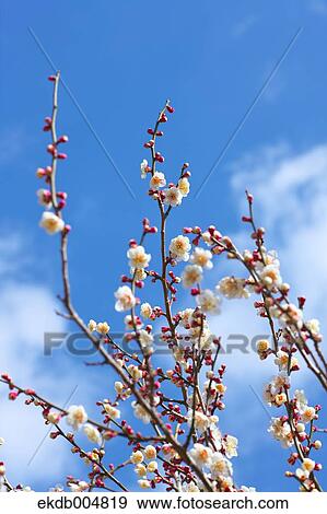 Plum blossoms and sky View Large Photo Image Stock Photo - Plum blossoms and sky. Fotosearch