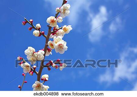 Plum blossoms and sky View Large Photo Image Stock Photo - Plum blossoms and sky. Fotosearch