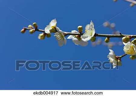 Plum blossoms and sky View Large Photo Image Stock Photo - Plum blossoms and sky. Fotosearch