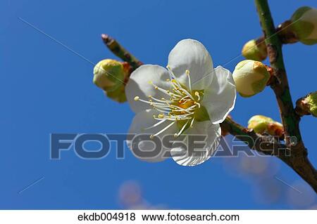 Plum blossoms and sky View Large Photo Image Stock Photo - Plum blossoms and sky. Fotosearch